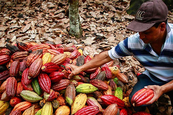 Campesino sentado sobre una gran cantidad de frutos del cacao recolectados para su posterior procesamiento y venta. Foto Minagricultura